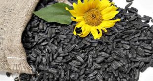 تخمه پربرکتی که من را به ثروت فراوان رساند