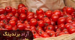 گوجه فرنگی در جنوب کرمان