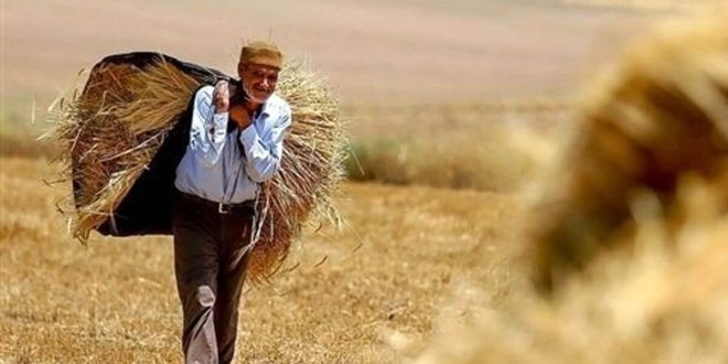 قیمت گندم برای سال زراعی 1403-1402 امروز اعلام می_شود